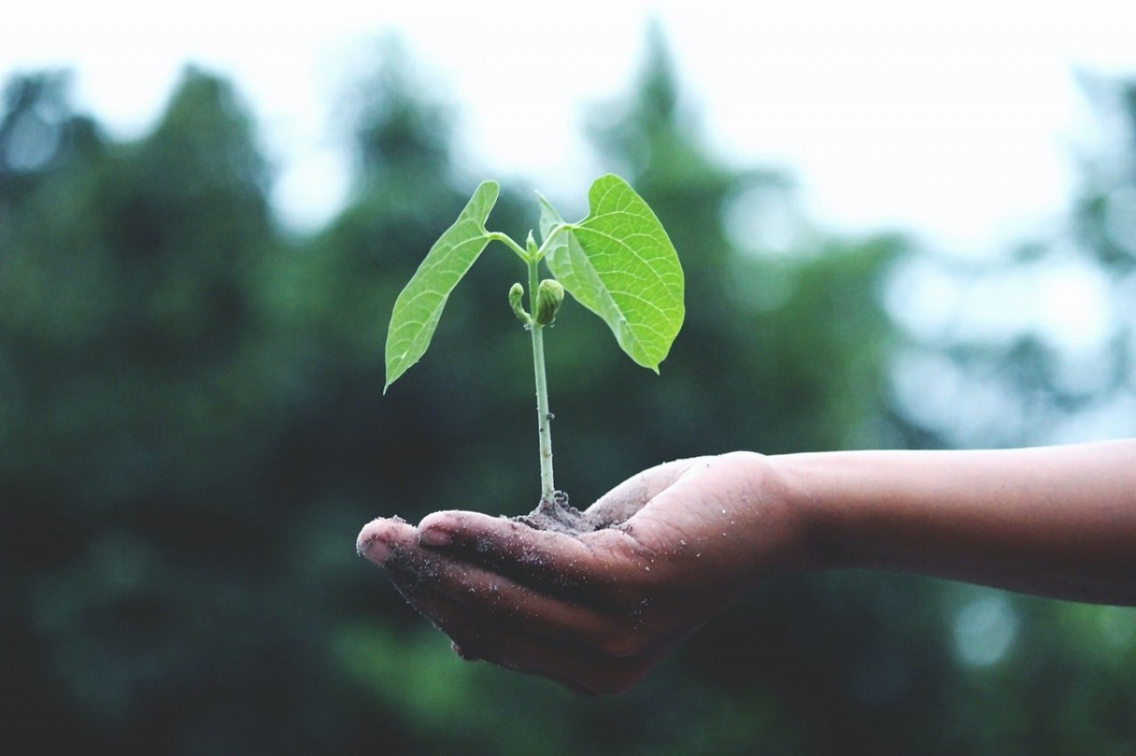  imagen Estudiante planta un arbol 